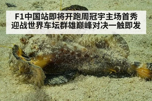 F1中国站即将开跑周冠宇主场首秀迎战世界车坛群雄巅峰对决一触即发